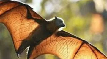 تهديد جائحة جديدة.. منظمة الصحة العالمية توضح احتمالات تفشي فيروس نيباه عالميًا